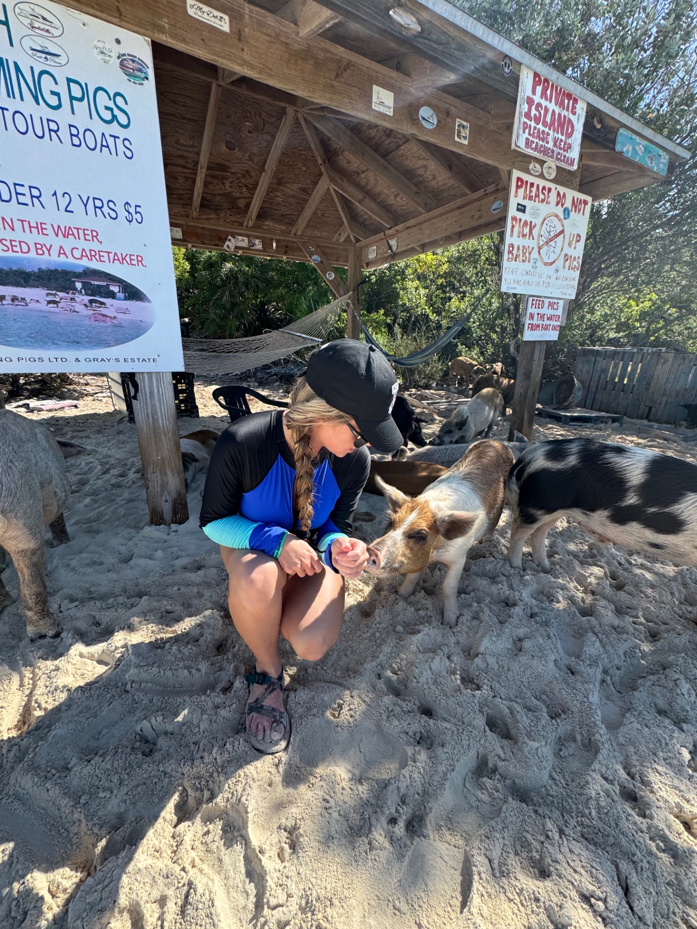 Brittany kneeling in the sand hand-feeding the wild pigs under the shelter at Pig Island