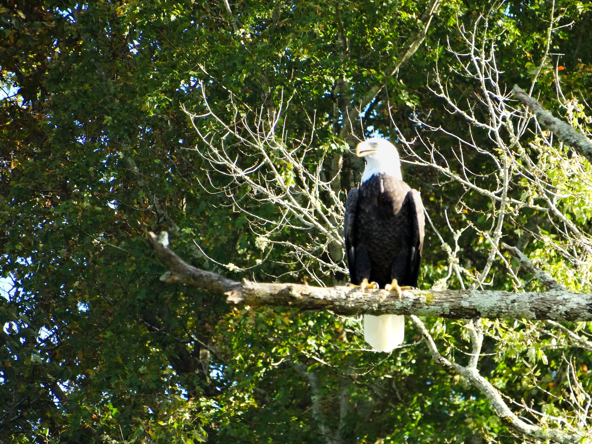 A bald eagle perched on a branch above the French Broad River in Tennessee