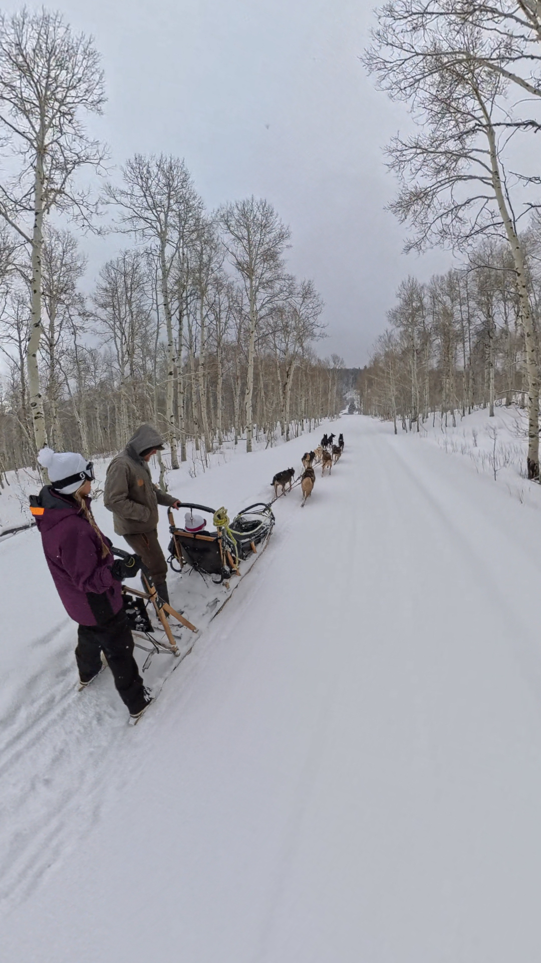 Brittany on the back of a dog sled with the musher, team of huskies running down a snowy aspen-lined road