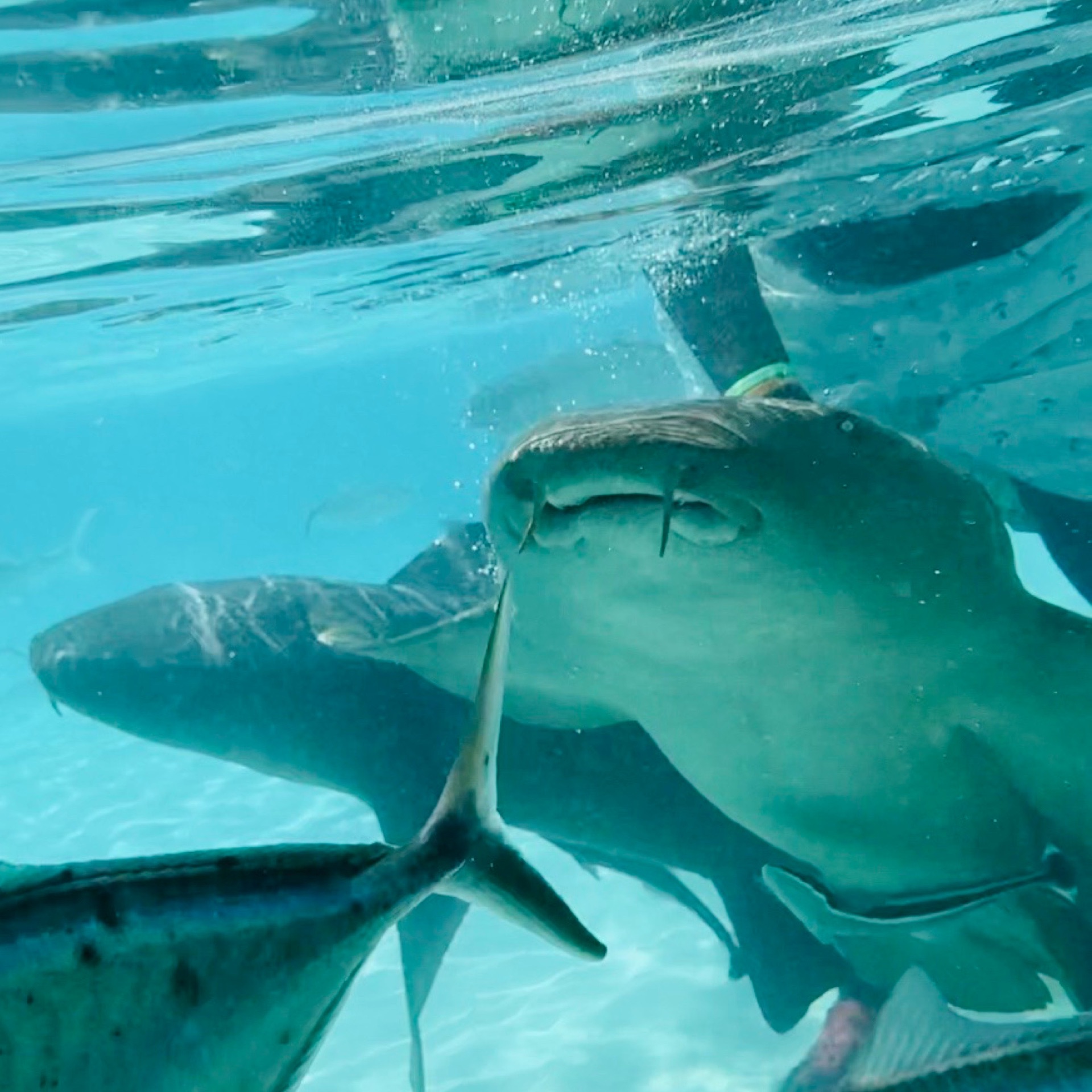 Underwater shot of two nurse sharks swimming up close to the camera in clear Bahamian water